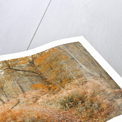 Canal through forest by Assaf Frank